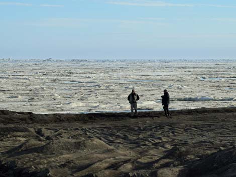 Barrow birding