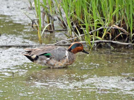 Anchorage birding