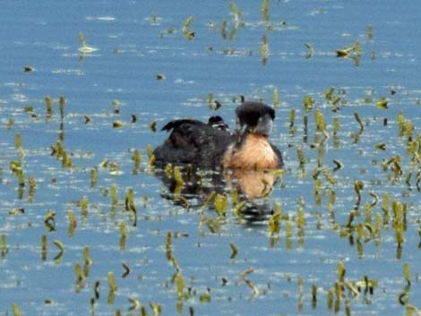 Anchorage birding