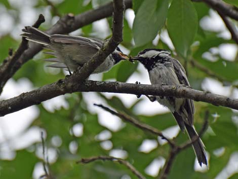 Anchorage birding