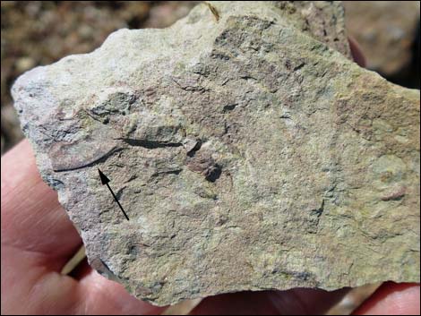 Nopah Trilobite Quarry