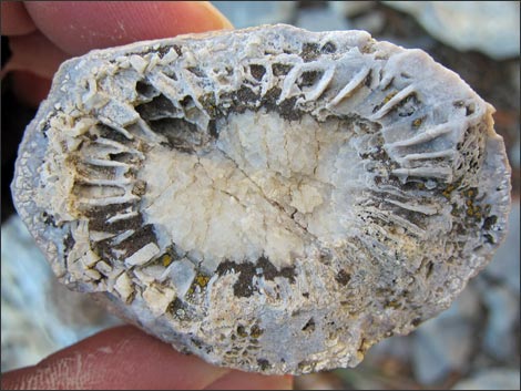 Fossil Coral