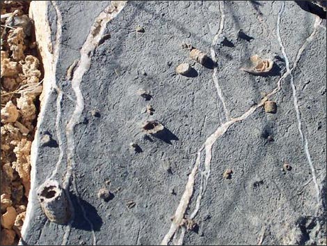 Yucca Peak Fossils