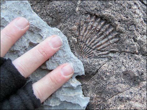 Mollusc Shells