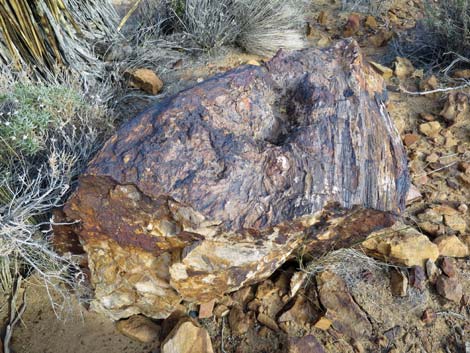 Petrified wood