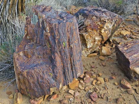 Petrified wood