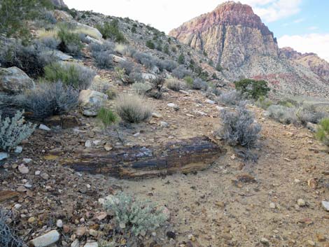 Petrified wood