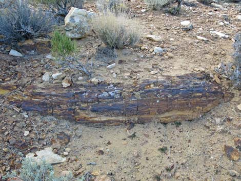 Petrified wood