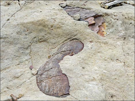 Fossil Plants