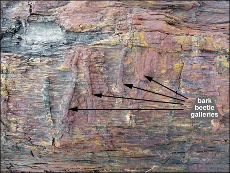 Fossil Plants