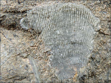 Fossil Shells