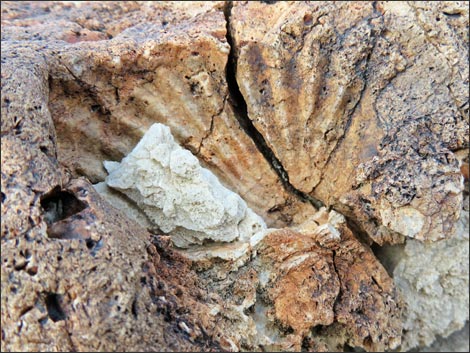 Fossil Shells