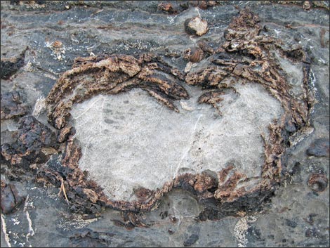 Fossil Sponges