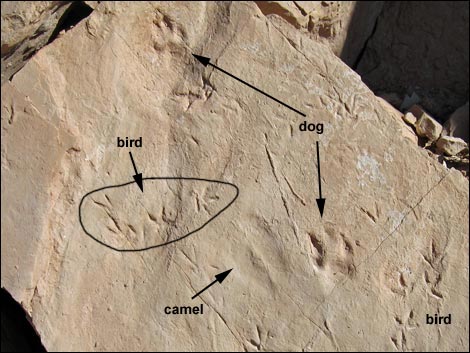 Fossil Tracks