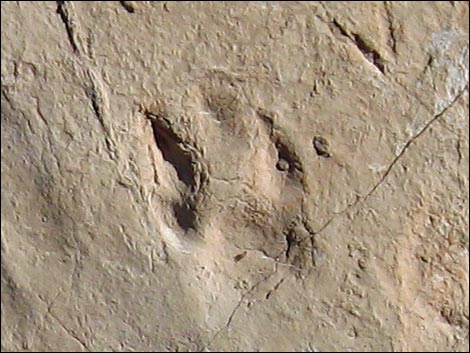 Fossil Tracks