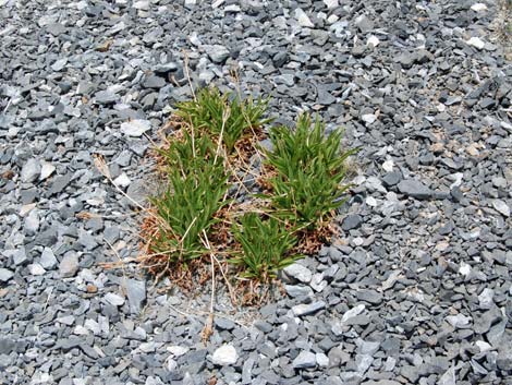 Alpine Tundra (Alpine Life Zone)