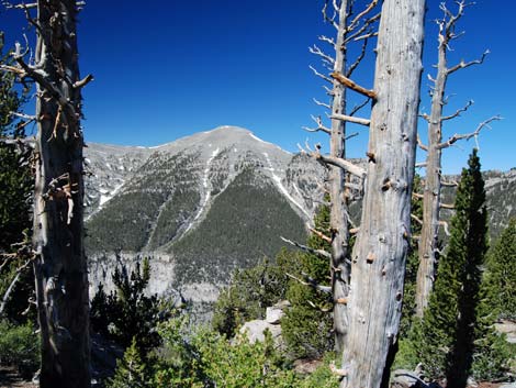 Bristlecone Pine Forest (Hudsonian Life Zone)