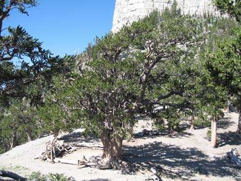 Bristlecone Pine Forest (Hudsonian Life Zone)