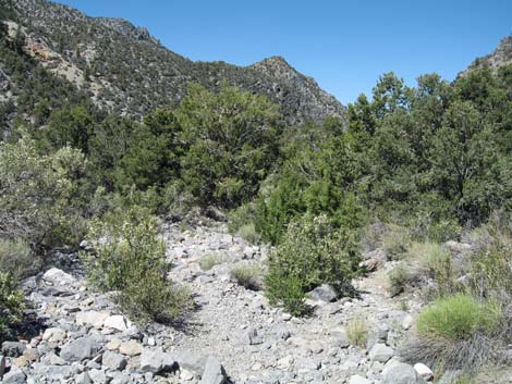 Pinyon-Juniper Woodland (Upper Sonoran Life Zone)