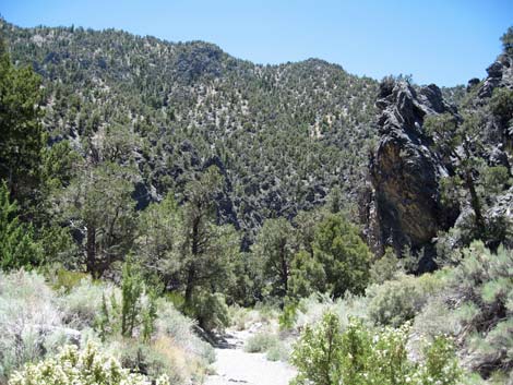 Pinyon-Juniper Woodland (Upper Sonoran Life Zone)