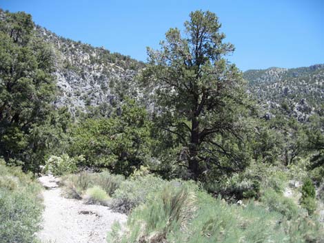 Singleleaf Pinyon Pine (Pinus monophylla)