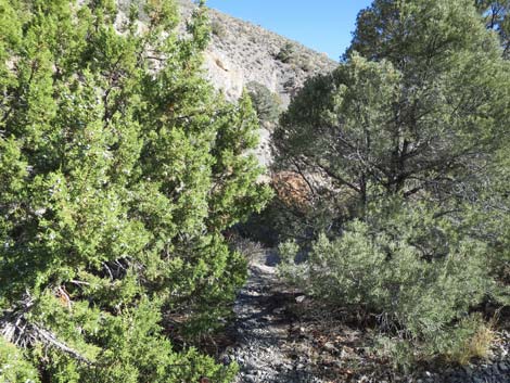 Pinyon-Juniper Woodland