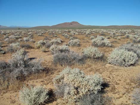 shadscale (Atriplex confertifolia)