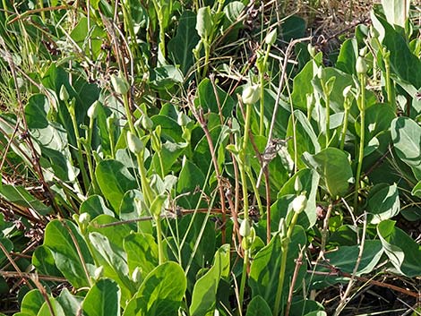 Yerba Mansa (Anemopsis californica)