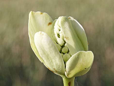 Yerba Mansa (Anemopsis californica)