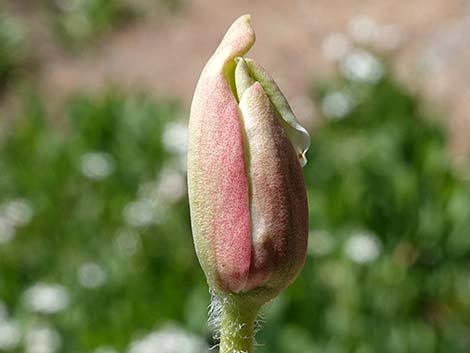 Yerba Mansa (Anemopsis californica)