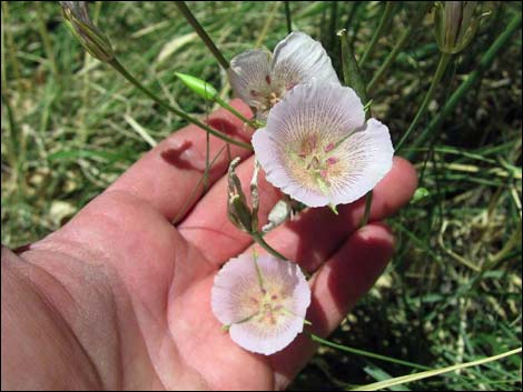 Alkali Mariposa Lily (Calochortus striatus)