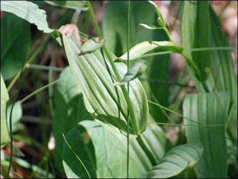 Stream Orchid (Epipactus gigantea)