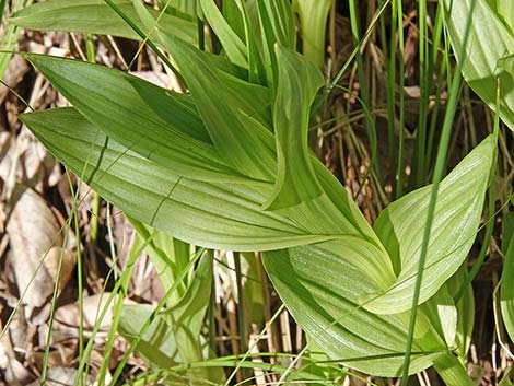 Stream Orchid (Epipactus gigantea)