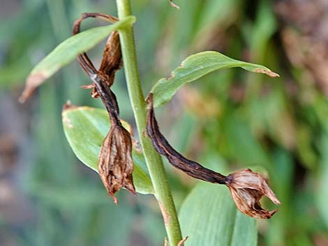 Stream Orchid (Epipactus gigantea)