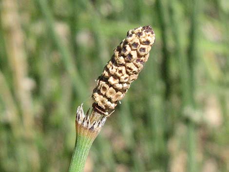 Smooth Horsetail (Equisetum laevigatum)