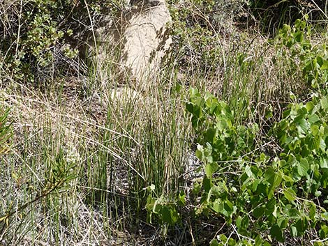 Smooth Horsetail (Equisetum laevigatum)