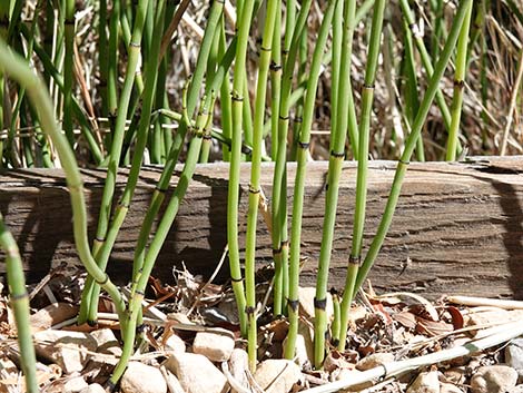 Smooth Horsetail (Equisetum laevigatum)