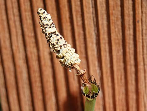 Smooth Horsetail (Equisetum laevigatum)