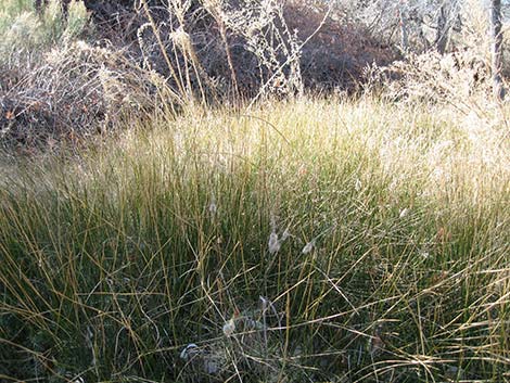 Rushes (Juncus spp.)