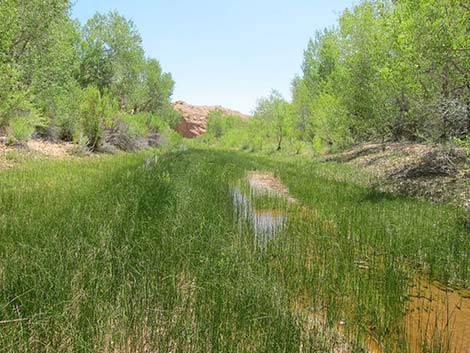 Rushes (Juncus spp.)