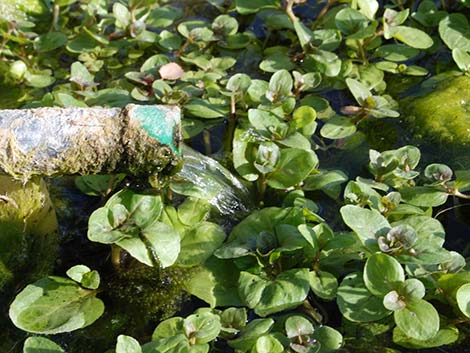 Watercresses (Nasturtium officinale)