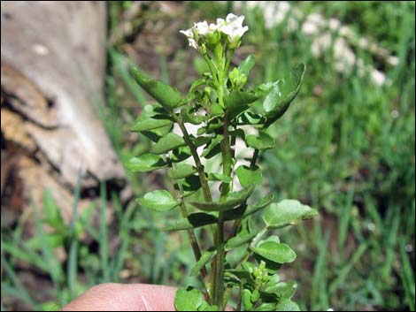 Watercresses (Nasturtium officinale)