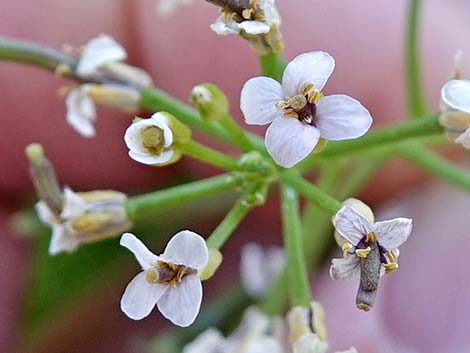 Watercresses (Nasturtium officinale)