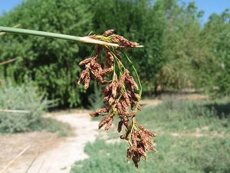 Sedges (Scripus spp.)