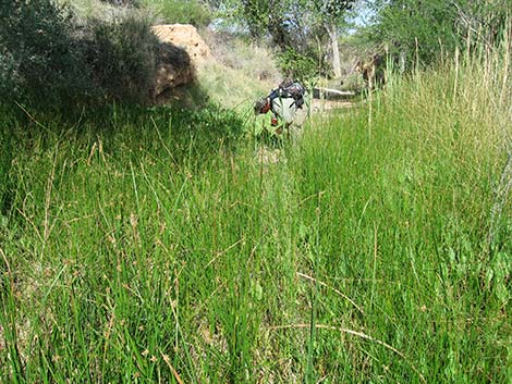 Sedges (Scripus spp.)