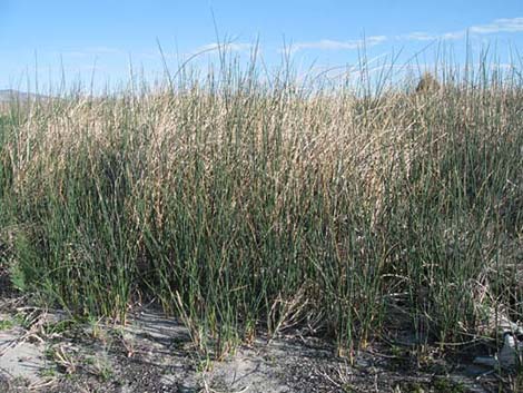 Sedges (Scripus spp.)