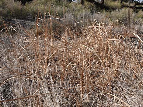 Narrowleaf Cattail (Typha angustifolia)