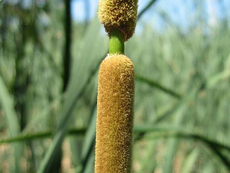 Southern Cattail (Typha domingensis)