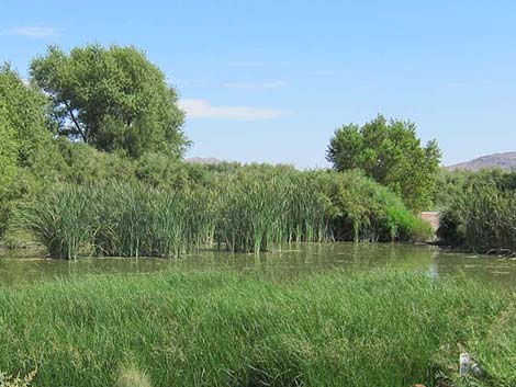 Southern Cattail (Typha domingensis)