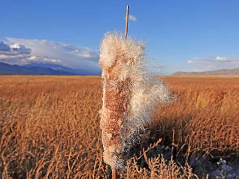 Broadleaf Cattail (Typha latifolia)